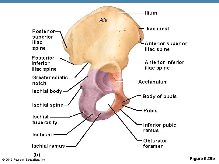 IIium Ala IIiac crest Posterior superior iliac spine Anterior superior iliac spine Posterior inferior