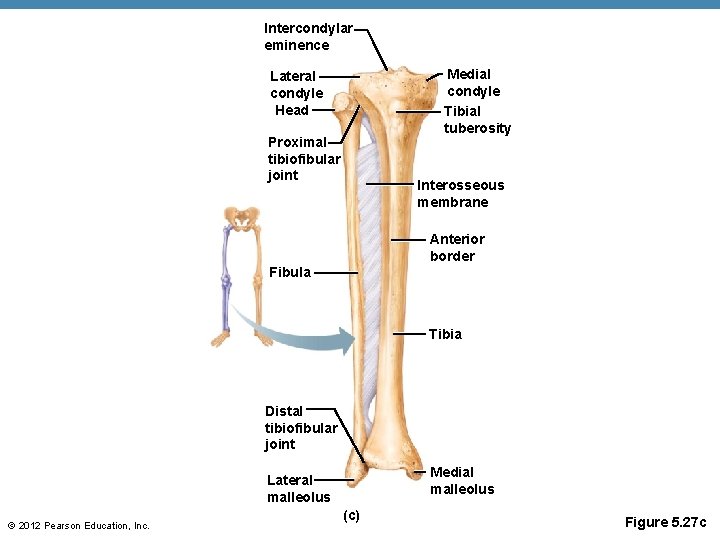 Intercondylar eminence Medial condyle Tibial tuberosity Lateral condyle Head Proximal tibiofibular joint Interosseous membrane