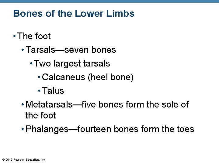 Bones of the Lower Limbs • The foot • Tarsals—seven bones • Two largest