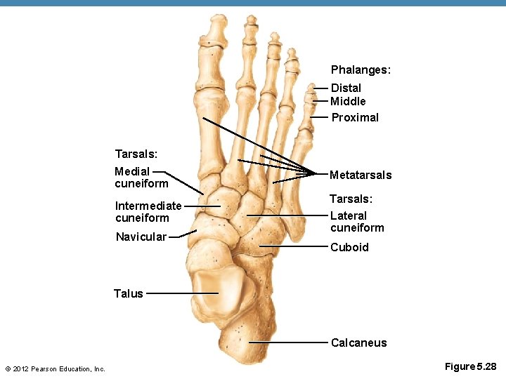 Phalanges: Distal Middle Proximal Tarsals: Medial cuneiform Metatarsals Intermediate cuneiform Tarsals: Lateral cuneiform Navicular