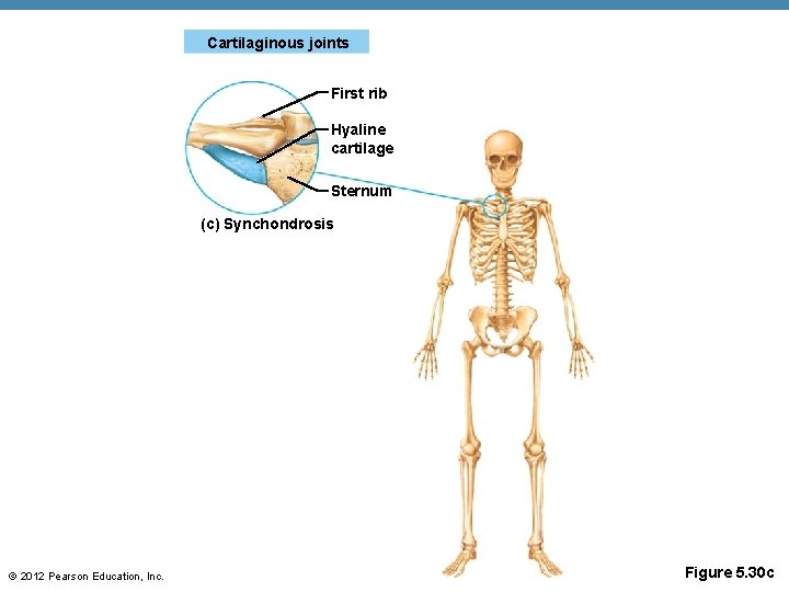 Cartilaginous joints First rib Hyaline cartilage Sternum (c) Synchondrosis © 2012 Pearson Education, Inc.
