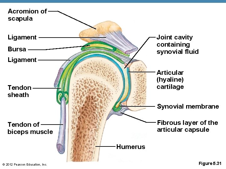 Acromion of scapula Ligament Joint cavity containing synovial fluid Bursa Ligament Articular (hyaline) cartilage