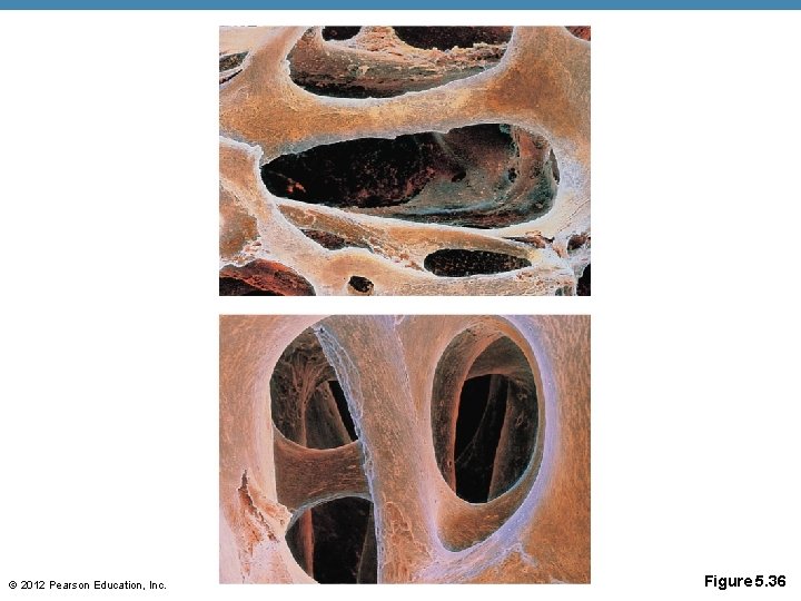 © 2012 Pearson Education, Inc. Figure 5. 36 