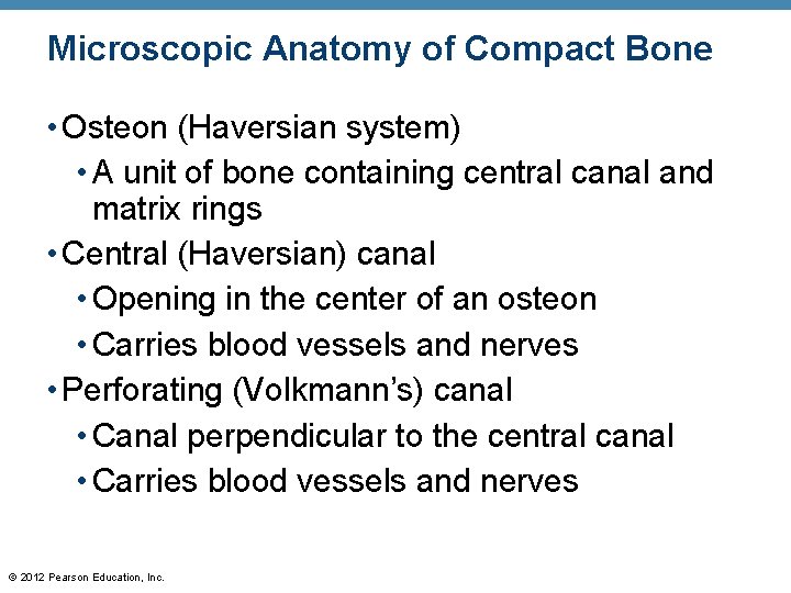 Microscopic Anatomy of Compact Bone • Osteon (Haversian system) • A unit of bone
