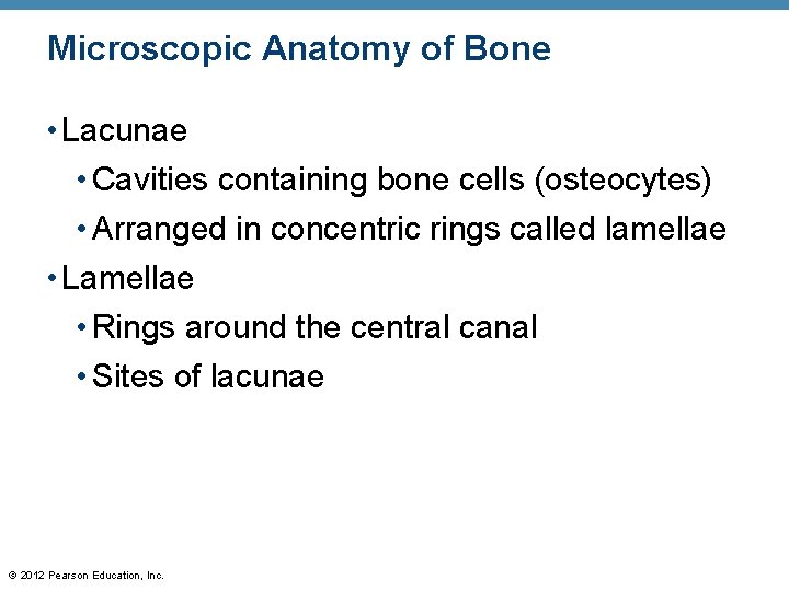 Microscopic Anatomy of Bone • Lacunae • Cavities containing bone cells (osteocytes) • Arranged
