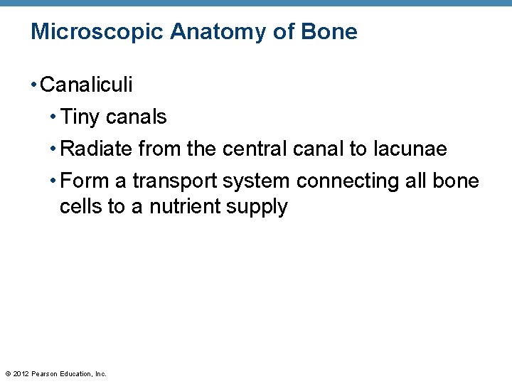Microscopic Anatomy of Bone • Canaliculi • Tiny canals • Radiate from the central