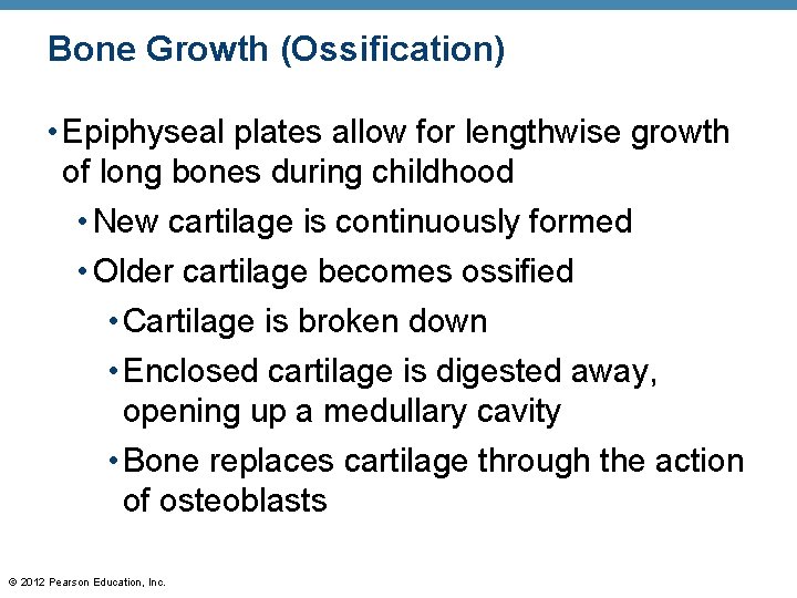 Bone Growth (Ossification) • Epiphyseal plates allow for lengthwise growth of long bones during