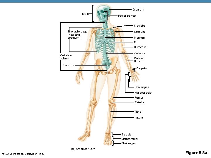 Cranium Skull Facial bones Clavicle Thoracic cage (ribs and sternum) Scapula Sternum Rib Humerus