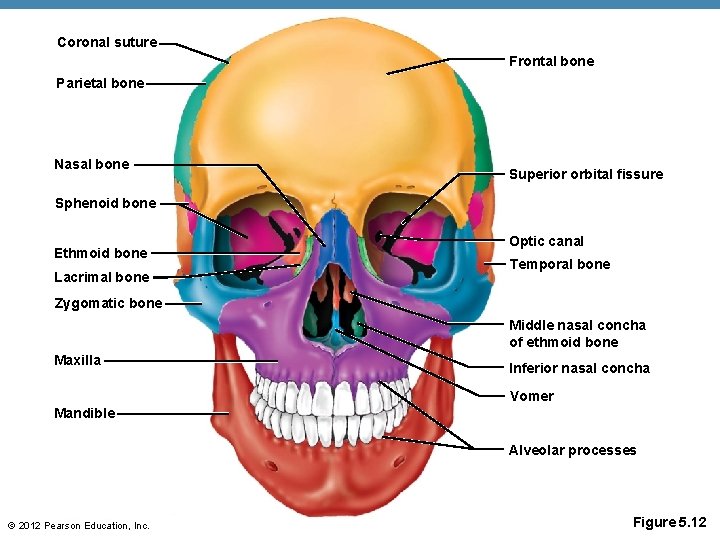 Coronal suture Frontal bone Parietal bone Nasal bone Superior orbital fissure Sphenoid bone Ethmoid