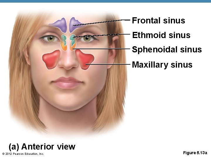 Frontal sinus Ethmoid sinus Sphenoidal sinus Maxillary sinus (a) Anterior view © 2012 Pearson