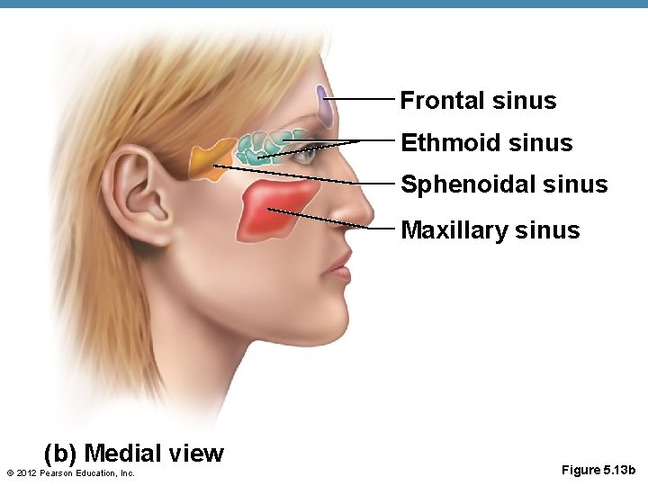 Frontal sinus Ethmoid sinus Sphenoidal sinus Maxillary sinus (b) Medial view © 2012 Pearson