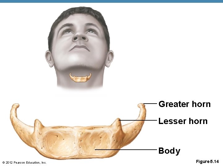 Greater horn Lesser horn Body © 2012 Pearson Education, Inc. Figure 5. 14 