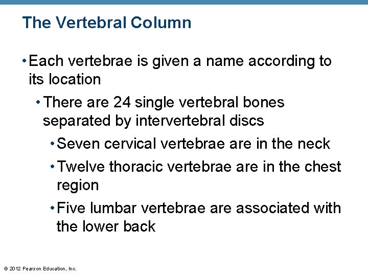 The Vertebral Column • Each vertebrae is given a name according to its location
