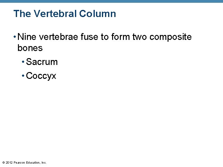 The Vertebral Column • Nine vertebrae fuse to form two composite bones • Sacrum