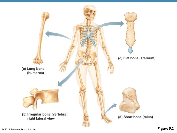 © 2012 Pearson Education, Inc. Figure 5. 2 