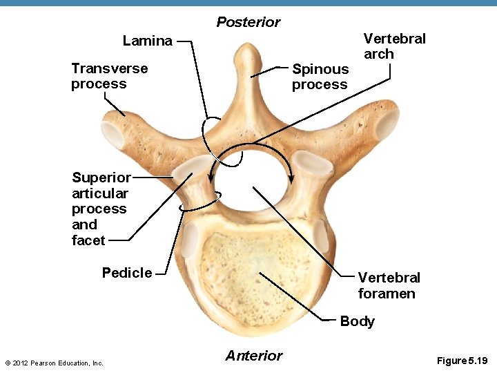 Posterior Lamina Transverse process Spinous process Vertebral arch Superior articular process and facet Pedicle