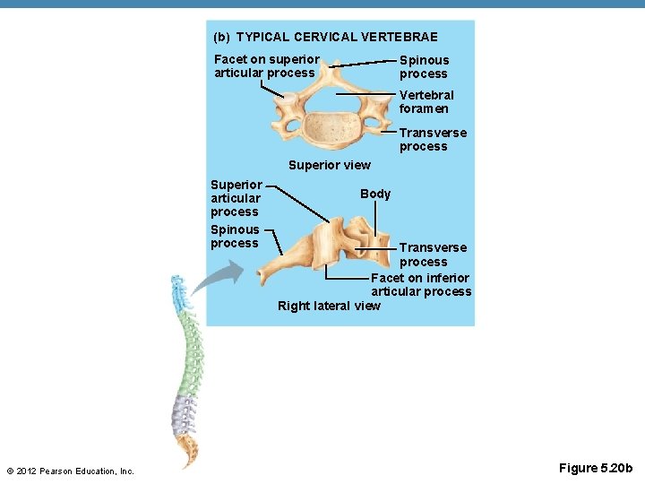 (b) TYPICAL CERVICAL VERTEBRAE Facet on superior articular process Spinous process Vertebral foramen Transverse