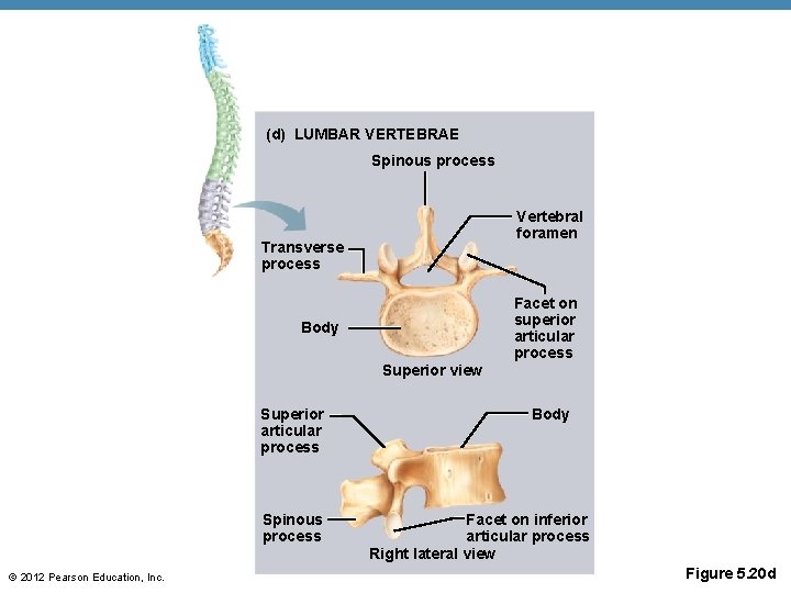 (d) LUMBAR VERTEBRAE Spinous process Vertebral foramen Transverse process Facet on superior articular process