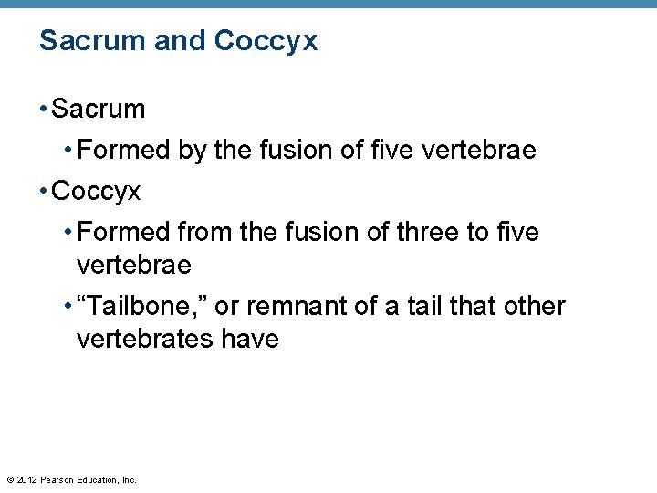 Sacrum and Coccyx • Sacrum • Formed by the fusion of five vertebrae •