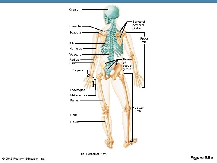 Cranium Bones of pectoral girdle Clavicle Scapula Upper limb Rib Humerus Vertebra Radius Ulna