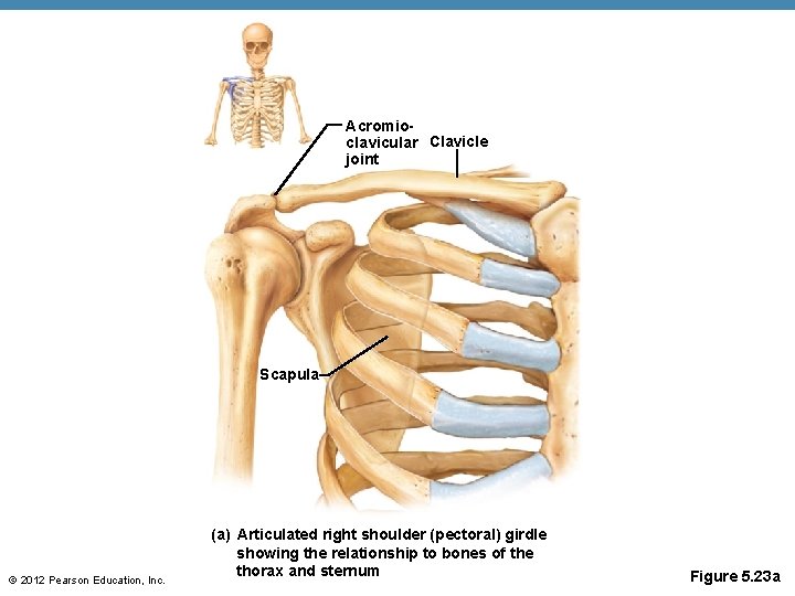 Acromioclavicular Clavicle joint Scapula © 2012 Pearson Education, Inc. (a) Articulated right shoulder (pectoral)