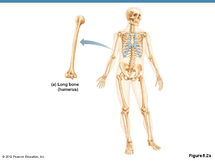 © 2012 Pearson Education, Inc. Figure 5. 2 a 