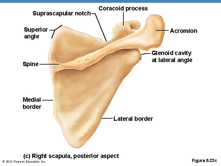 Suprascapular notch Coracoid process Superior angle Acromion Glenoid cavity at lateral angle Spine Medial