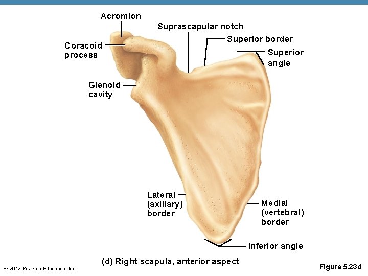 Acromion Coracoid process Suprascapular notch Superior border Superior angle Glenoid cavity Lateral (axillary) border