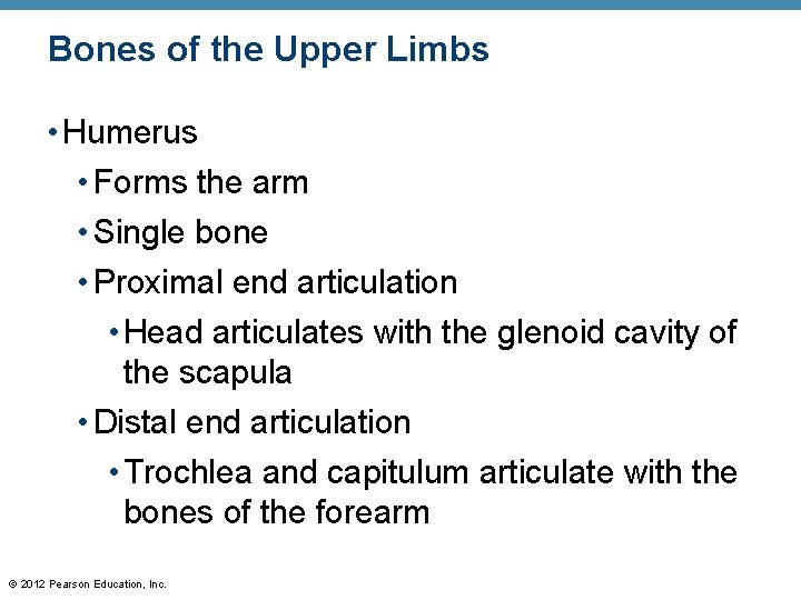 Bones of the Upper Limbs • Humerus • Forms the arm • Single bone
