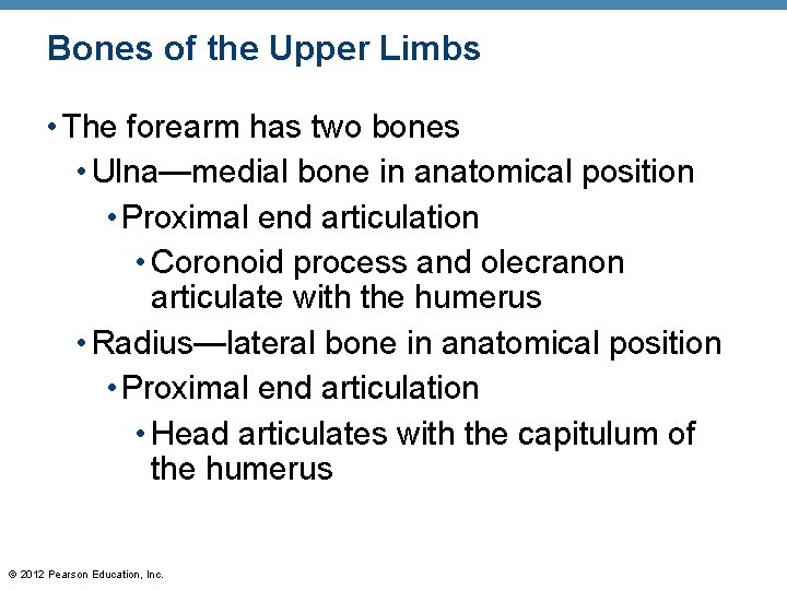 Bones of the Upper Limbs • The forearm has two bones • Ulna—medial bone