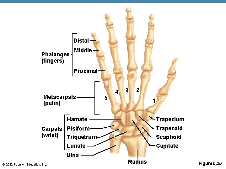 Distal Phalanges (fingers) Middle Proximal Metacarpals (palm) 5 4 3 2 1 Trapezium Hamate