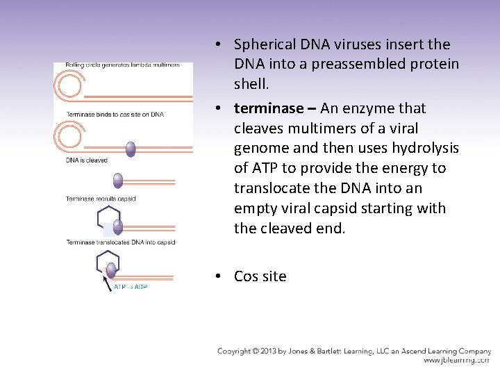  • Spherical DNA viruses insert the DNA into a preassembled protein shell. •