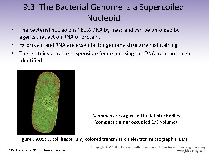 9. 3 The Bacterial Genome Is a Supercoiled Nucleoid • The bacterial nucleoid is