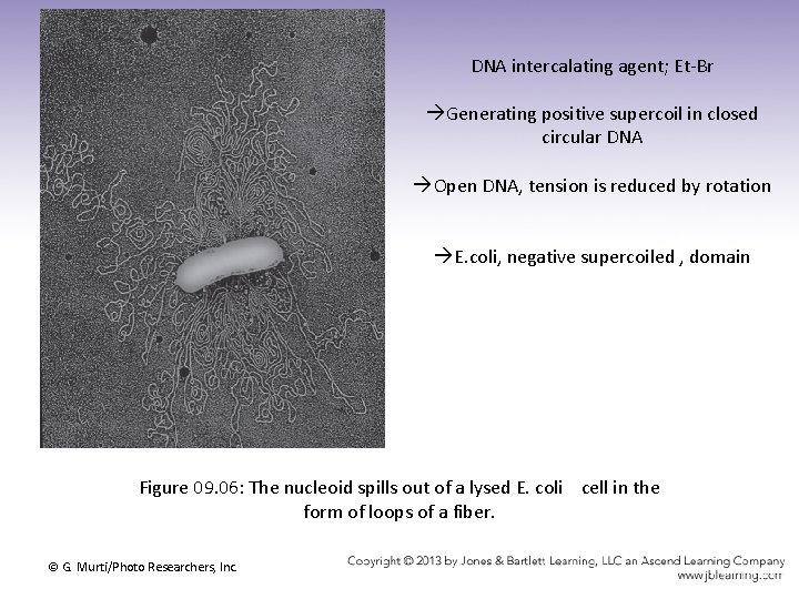 DNA intercalating agent; Et-Br Generating positive supercoil in closed circular DNA Open DNA, tension