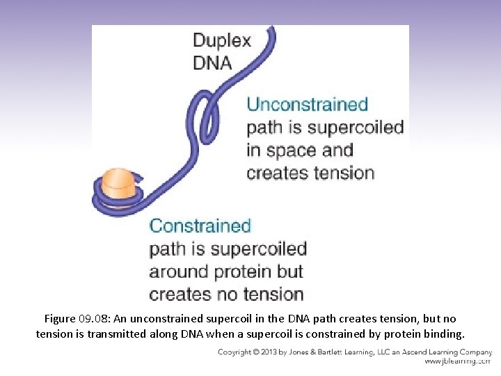 Figure 09. 08: An unconstrained supercoil in the DNA path creates tension, but no