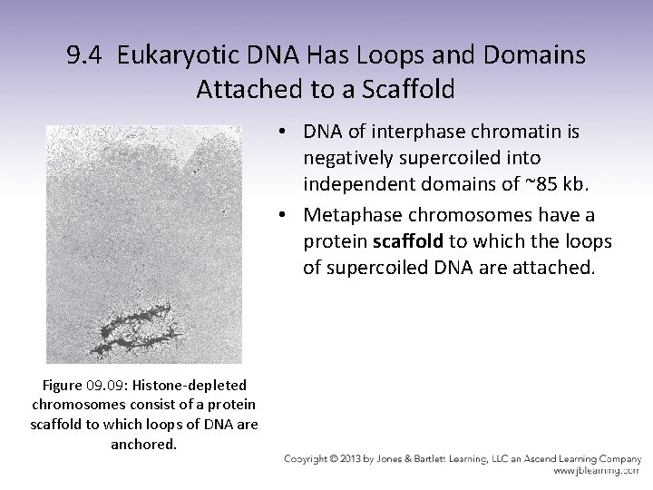 9. 4 Eukaryotic DNA Has Loops and Domains Attached to a Scaffold • DNA