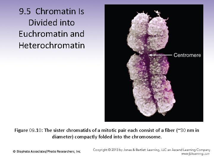 9. 5 Chromatin Is Divided into Euchromatin and Heterochromatin Figure 09. 10: The sister