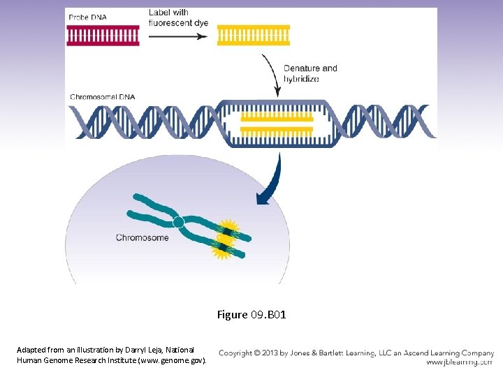 Figure 09. B 01 Adapted from an illustration by Darryl Leja, National Human Genome