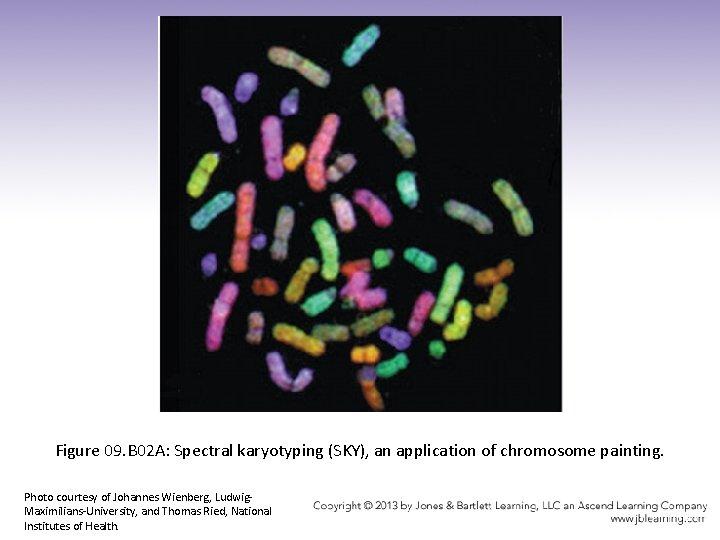 Figure 09. B 02 A: Spectral karyotyping (SKY), an application of chromosome painting. Photo