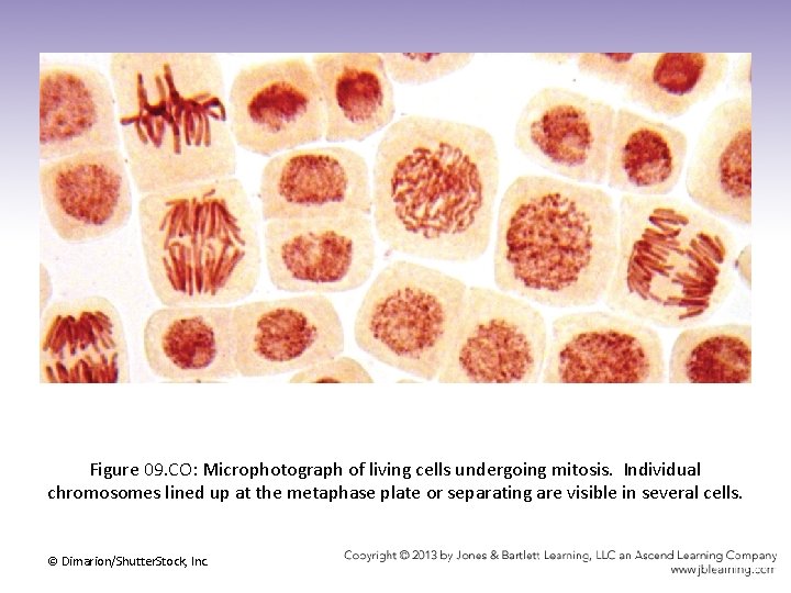 Figure 09. CO: Microphotograph of living cells undergoing mitosis. Individual chromosomes lined up at