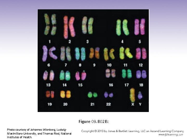 Figure 09. B 02 B: Photo courtesy of Johannes Wienberg, Ludwig. Maximilians-University, and Thomas