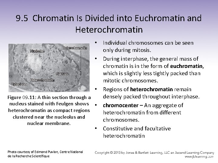 9. 5 Chromatin Is Divided into Euchromatin and Heterochromatin • Individual chromosomes can be