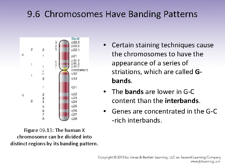 9. 6 Chromosomes Have Banding Patterns • Certain staining techniques cause the chromosomes to