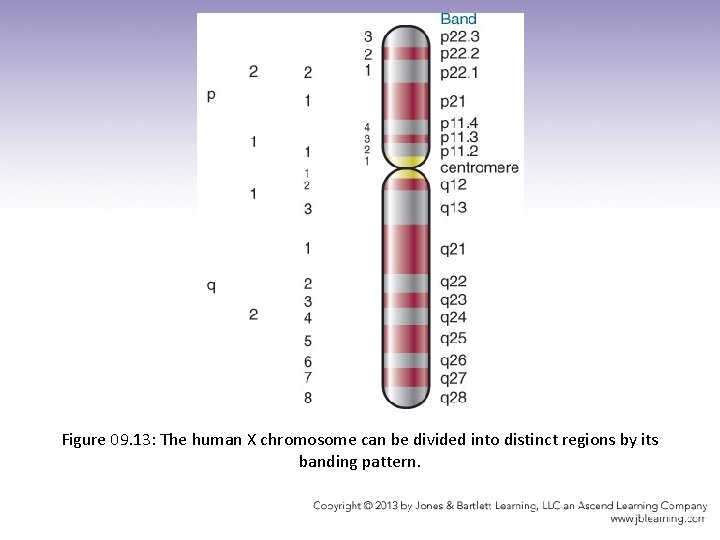 Figure 09. 13: The human X chromosome can be divided into distinct regions by