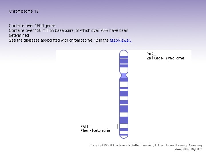 Chromosome 12 Contains over 1600 genes Contains over 130 million base pairs, of which