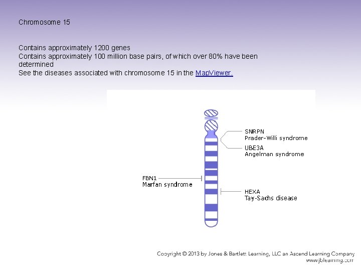 Chromosome 15 Contains approximately 1200 genes Contains approximately 100 million base pairs, of which