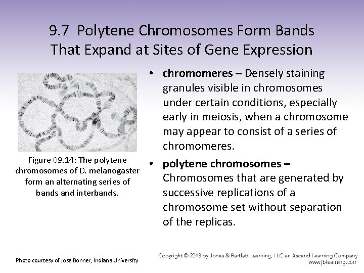 9. 7 Polytene Chromosomes Form Bands That Expand at Sites of Gene Expression Figure