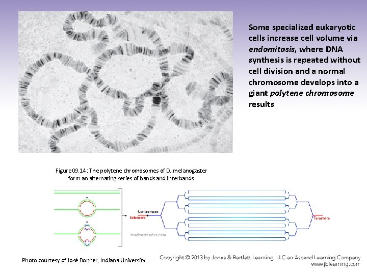 Some specialized eukaryotic cells increase cell volume via endomitosis, where DNA synthesis is repeated