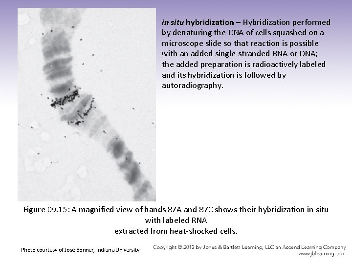 in situ hybridization – Hybridization performed by denaturing the DNA of cells squashed on