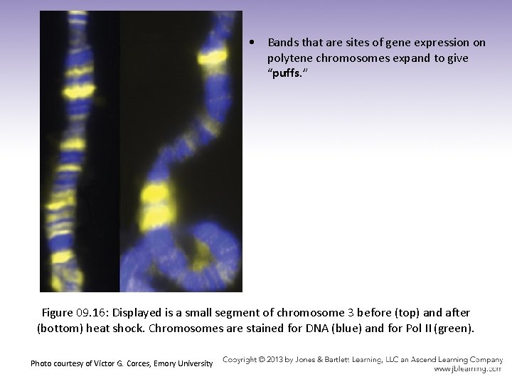  • Bands that are sites of gene expression on polytene chromosomes expand to